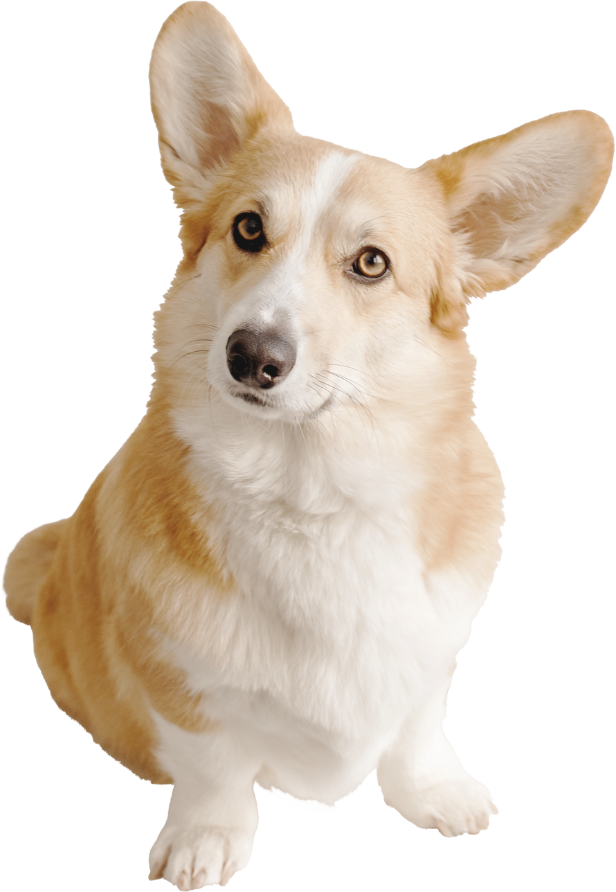 Corgi Dog Cutout